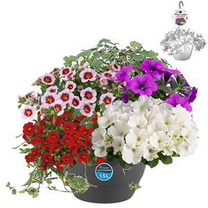 Afbeelding van Hp27 multi Mix 06